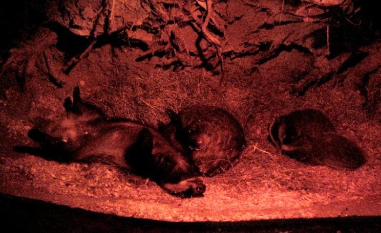 Do not disturb: sleeping badgers in their sett at the British Wildlife Centre. Photo: John Morris via Flickr (CC BY-NC-SA).