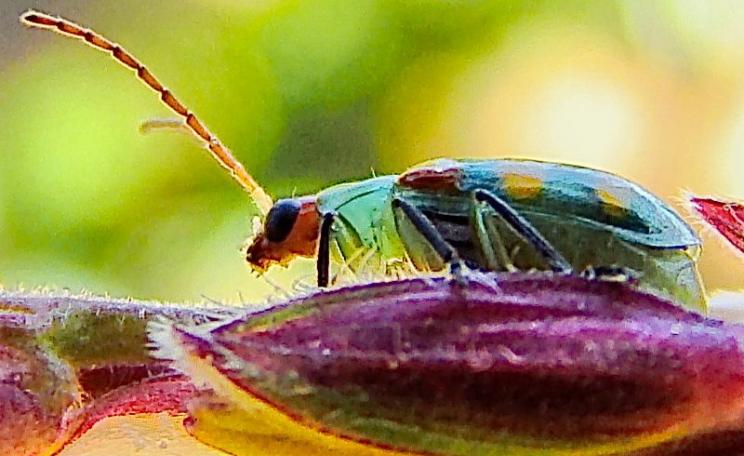 A beetle on a male corn flower. Photo: Flávio Jota de Paula via Flickr (CC BY-NC-SA).