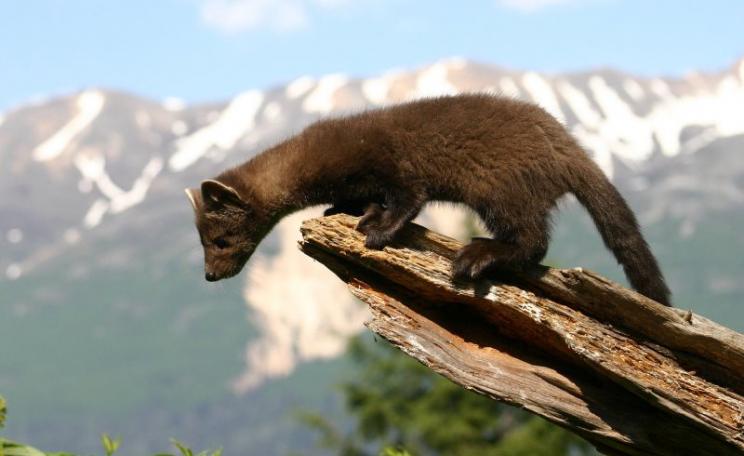 The pine marten may look cuddly - but it's no such thing, specially if you're a grey squirrel. But lighter, more agile reds fare rather better. Photo: Thomas Broxton Jr via Flickr (CC BY).