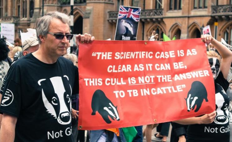 This cull is not the answer to TB in cattle - and now the question will be settled in the High Court. Photo: the badger march outside Parliament, 8th June 2013, by David Clare via Flickr (CC BY-SA).