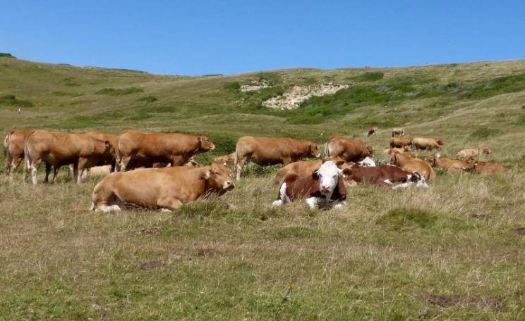 Cattle grazing near Swanage, Dorset, July 2015. Photo: Claire Cox via Flickr (CC BY-ND).