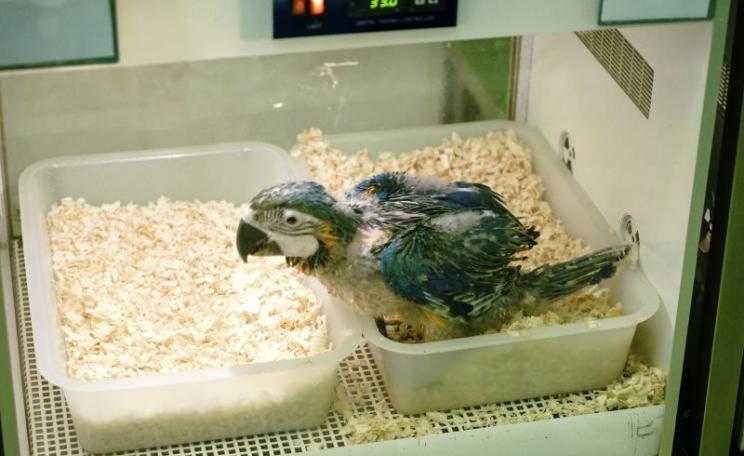 Parrots born and raised without natural parents. Photo: iStock.