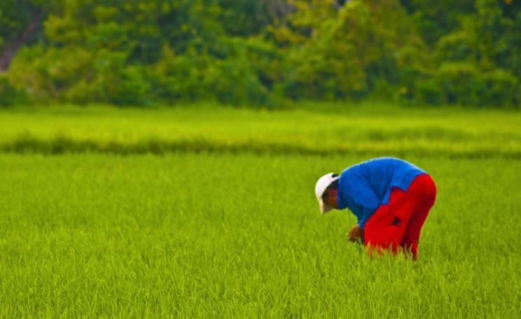 Golden rice may be a marvel of modern technology, but it is consistently outperformed in the field by native varieties. Photo: traditional rice farmer at Budid, Philippines, by Shan Sheehan via Flickr (CC BY).