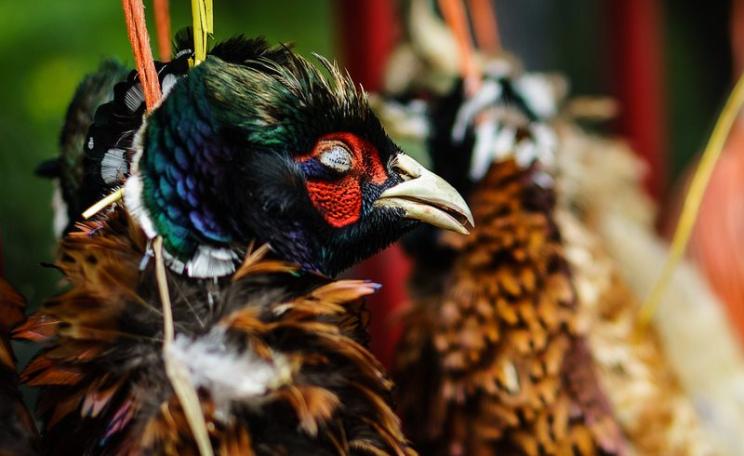 Only a lucky few pheasants escape this fate. Photo: Mark Seton via Flickr (CC BY-NC).