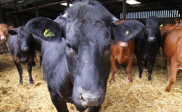 Cattle in a their winter quarters in the Scottish Borders. More frequent testing has been key to Scotland's 'TB-free' status. Photo: Matt Cartney / MAFF via Flickr (CC BY-NC)