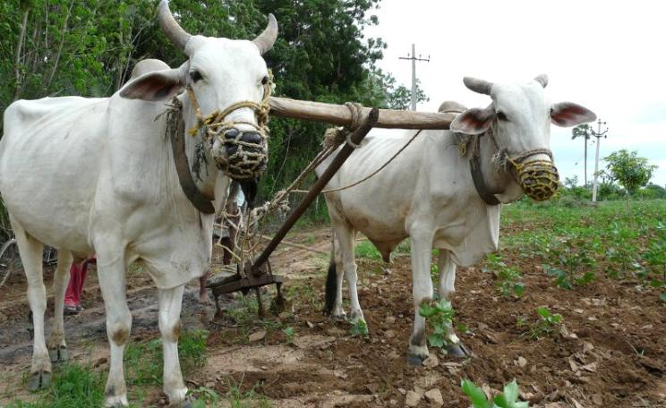 Weeding a cotton field in Warangal District, Andhra Pradesh, South India. Photo: jankie vis Flickr (CC BY-NC-ND).