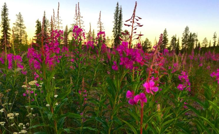 Sweden's Red-Green coalition is determined to deliver the goods on climate, environment and social justice. Wild flowers at Kiruna, Sweden. Photo: Kathryn Waychoff / Dartmouth / NASA Goddard Space Flight Center via Flickr (CC BY).