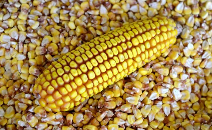 A cob of Portuguese maize: Portugal being one of the only countries in the EU to permit the cultivation of a GMO maize variety. Photo: Rosino via Flickr (CC BY-NC-SA).