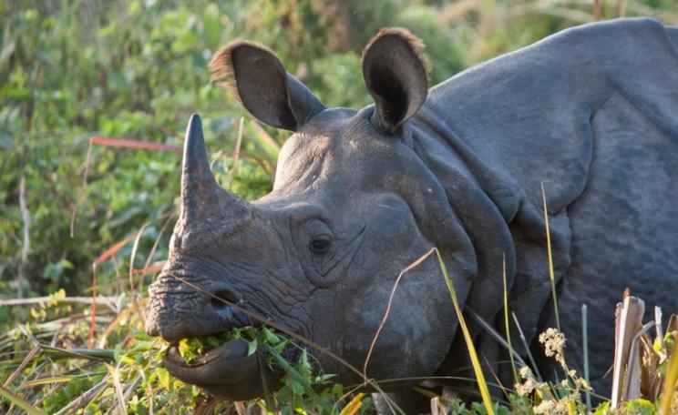 Some rhinos are more equal than others ... and this Asian Rhino in the Chitwan National Park, Nepal is, it appears, less equal than its African cousins. Photo: Joshua Alan Davis via Flickr (CC BY-NC-SA).
