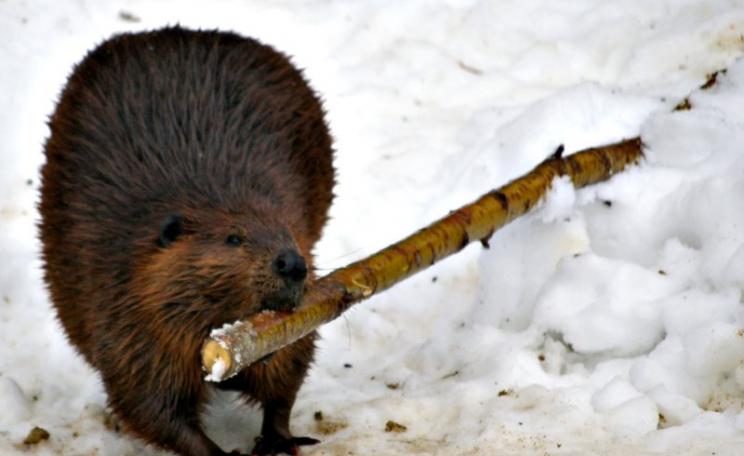 A beaver's services to landscape and wetland management are worth $120,000 a year, according to today's Earth Index.