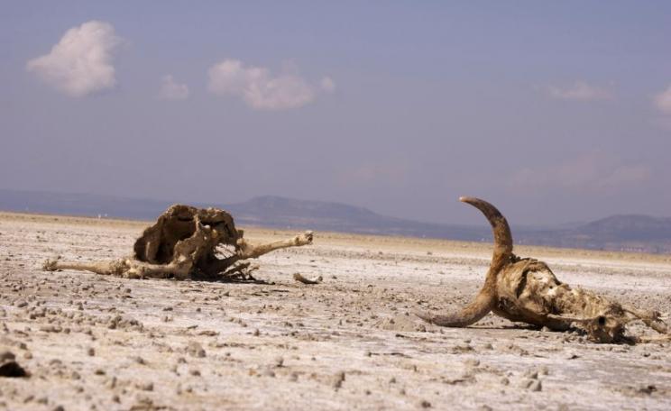 Cattle killed by the drought, district of Admitullu Jiddo Kombolcha in Ethiopia, 2009. Photo: Zeresenay Berhane Mehar / Oxfam International via Flickr (CC BY-NC-ND).