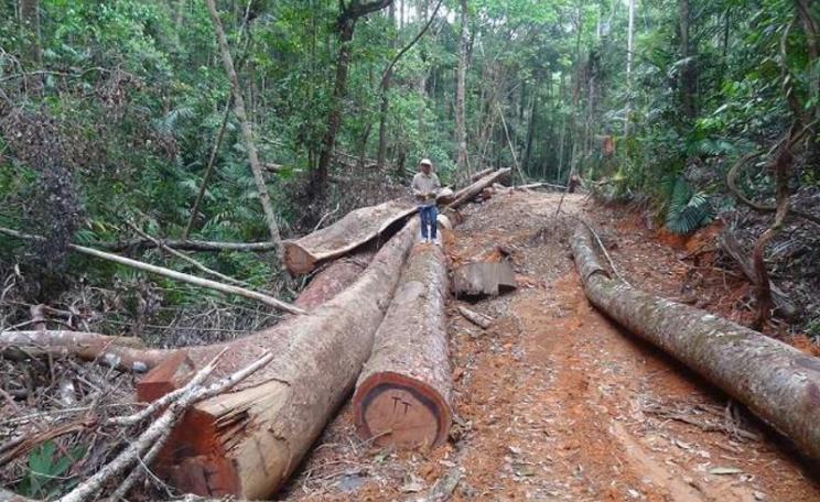 Logging road and cut logs awaiting collecting in the Laos rainforest. Photo: Denis Smirnov.