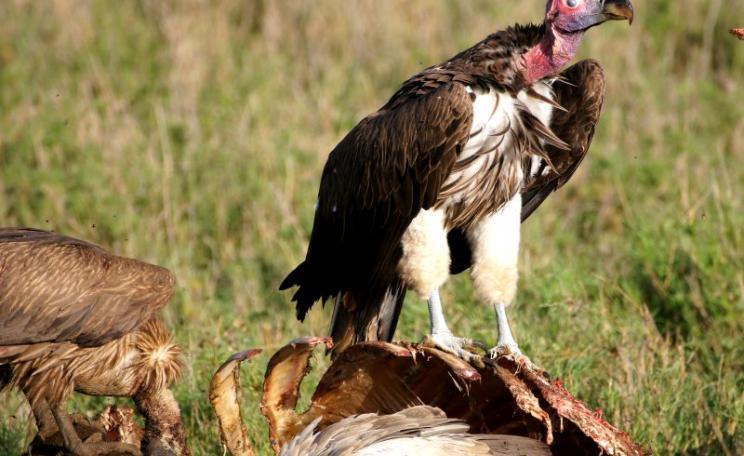 A pair of Lappet Faced Vultures feating on a buffralo carcass in Bariadi, Shinyanga, Tanzania. Photo: jjmusgrove via Flickr (CC BY).