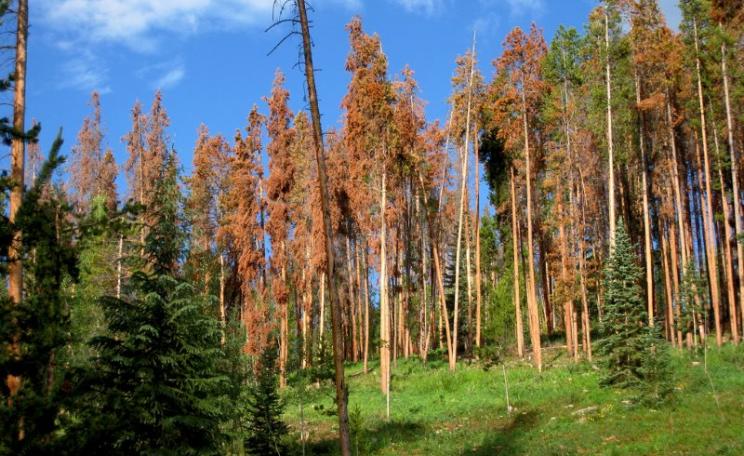 Victims of the pine bark beetle: Lodgepole pines in Summit County, Colorado. They may not look pretty, but these dead trees are an ecological godsend. Photo: V Smoothe via Flickr (CC BY).
