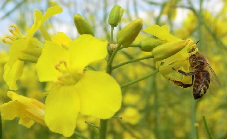 A bee supping nectar in a crop of oilseed rape / canola, Germany. Photo: Peter Biela via Flickr (CC BY-NC-SA).