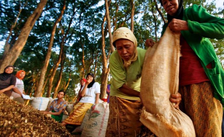 Women in Jepara's teak forest area harvest ground nuts, Central Java, Indonesia, June, 2009. Photo: Murdani Usman / Center for International Forestry Research (CIFOR).