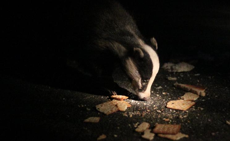 In the dark: a badger in Pembrokeshire snaffles up a tasty snack. Photo: Chris Frewin via Flickr (CC BY-NC-ND).