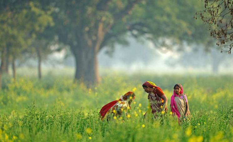 Women in the Mustard Fields In Uaipur Mishrikh, Uttar Pradesh, India. Photo: Nitin Bhardwaj via Flickr (CC BY-NC-SA).