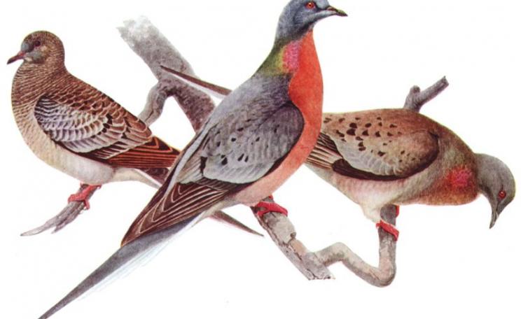 Remade by man: the Passenger Pigeon. Juvenile (left), male (center), and female (right), from 'Birds of New York' (University of the State of New York) 1910-1914. Illustration by Louis Agassiz Fuertes (1874-1927), Public Domain via Patrick Coin on Flickr.