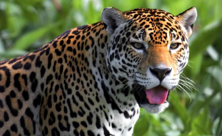 This jaguar is in a zoo in French Guyana - not to be confuised with the wild jaguars of Mexico, now returning to their former range in the US. Photo: Yannick TURBE via Flickr (CC BY-NC-ND).