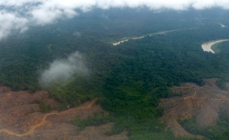Vanishing rainforest: soon more oil palm plantations. Seen on flight between Miri and Mulu, Sarawak, Malaysia. Photo: Bernard DUPONT via Flickr (CC BY-SA).
