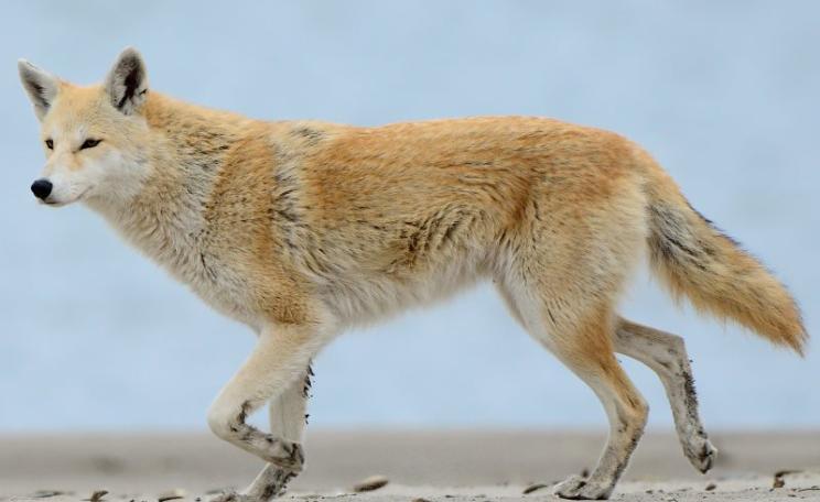 Blondie - one of a rough half dozen coyotes that freely roam Presque Isle State Park, Erie, PA. She probably carries a mixture of genes from dogs and wolves as well as coyote, but that does not mean she's of a new species. Photo: Dave Inman via Flickr (CC