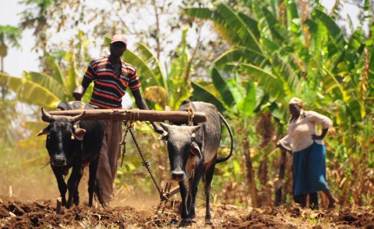 Traditional Farmer in Kabaune village, Kenya working in the field with his cattle. The village has joined in planting trees in order to increase rain and water. Photo: P. Casier / CGIAR via Flickr (CC BY-NC-SA).
