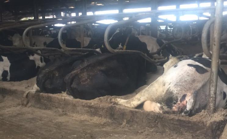 Cows housed indoors at a UK mega-dairy. Photo: Andrew Wasley / Ecostorm.