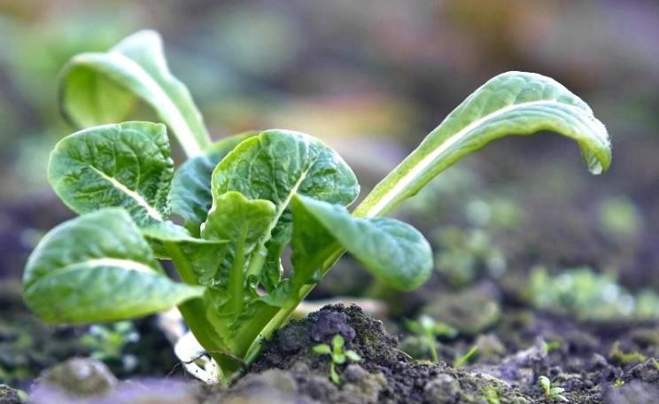 Soil is where our food comes from - so why don't we look after it as well as organic farmers? Photo: Soil Association.