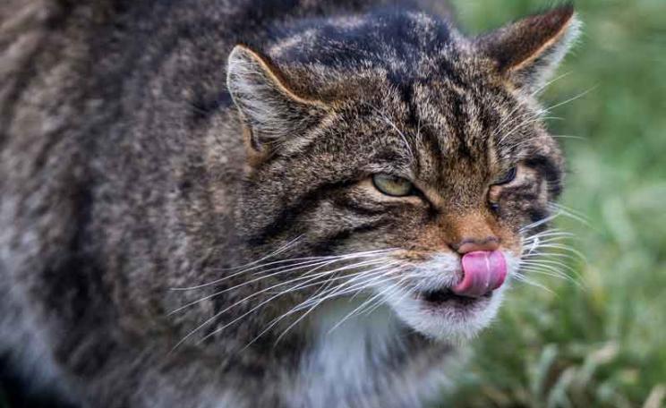 A Scottish Wildcat (Felis silvestris). Photo: By big-ashb via Flickr (CC BY 2.0)