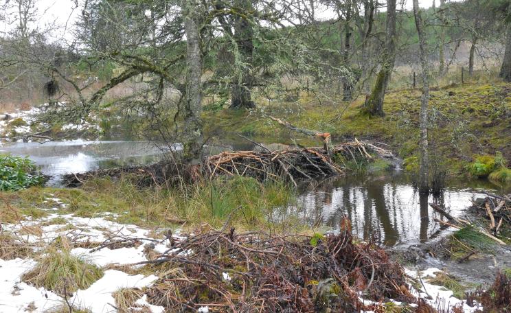 A pair of beaver dams in Bamff, Perthshire. Photo: Paul Ramsay.