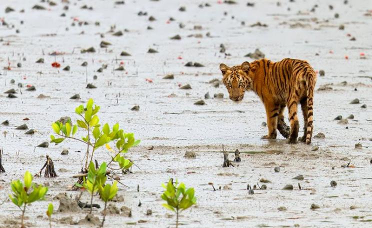 Tiger cub on the Sundarbans, Bangladesh. Photo: Arindam Bhattacharya via Flickr (CC BY-NC-SA).