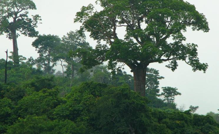 Forest-based offsets are intended to save carbon-rich forests like these. But sadly, they can equally reward people for destroying them to create palm oil plantations. Photo: Shannan Mortimer via Flickr (CC BY-NC-SA).