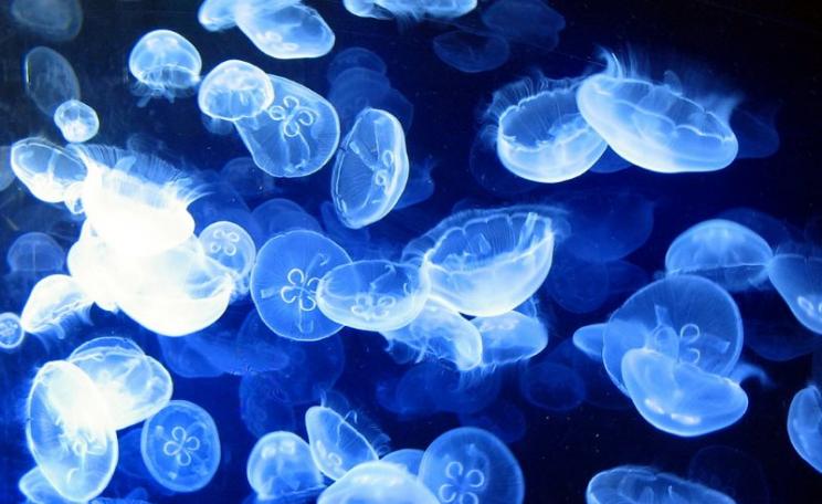 Jellyfish shall inherit the ocean ... if we keep on acidifying it. Photo: Stuart Chalmers via Flickr (CC BY-NC).