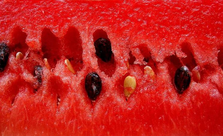 These Venezuelan watermelon (sandía) seeds are now protected by law from corporate takeover, while GMOs are banned. Photo: Rufino Uribe via Flickr (CC BY-SA).