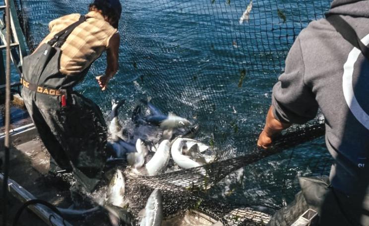 Drawing in the catch. Photo: Lummi Island Wild.