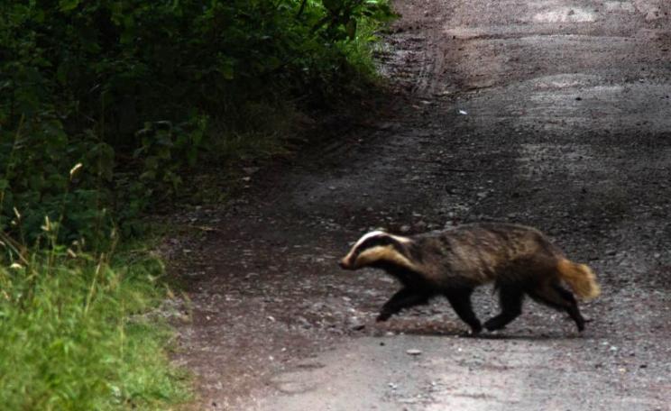 Why did the badger cross the road? Maybe to get away from an Environment Secretary on a personal mission of death and destruction to Britain's wildlife. Photo: Badger in the Quantock Hills of Somerset by Mark Robinson via Flickr (CC BY-NC).