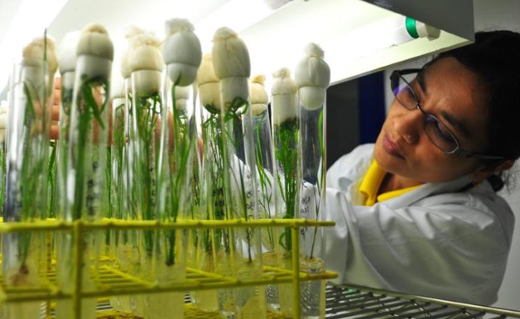 Dr. Shanta Karki studies rice plants being grown at IRRI's Biotech labs, which have worked on the development of Golden Rice. From the image collection of the International Rice Research Institute (IRRI) on Flickr (CC BY-NC-SA).