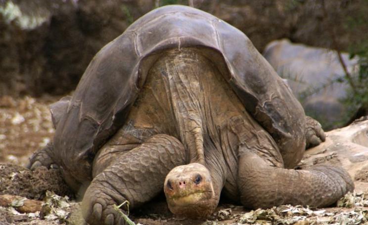 Lonesome George, the last of the pure-bred Pinta Island tortoises, photographed before his death in 2012 at the age of about 100. Photo: putneymark via Flickr (CC BY-SA).