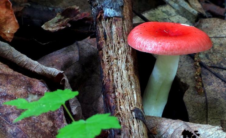 In the Great Smoky Mountains National Park: Green Leaves, Dead Leaves, Red Mushroom. Photo: John Britt via Flickr (CC BY-NC-SA).