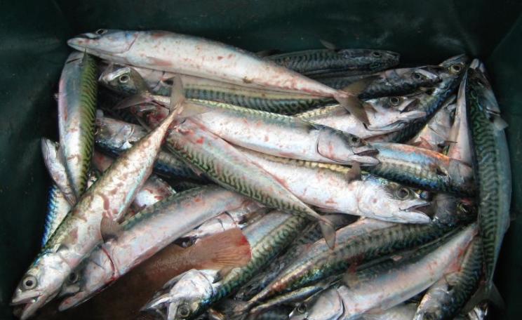 A nice box of mackerel brought in from the seas off Newhaven, July 2012. Photo: Rachel Clarke via Flickr (CC BY-NC).