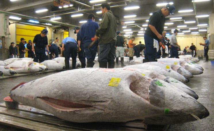 Frozen tuna at the early morning fish auction at the Tokyo Fish Market. Many of the tuna sold here are of endangered species such as bluefin and bigeye. Photo: Scott Lenger via Flickr (CC BY-NC-ND).
