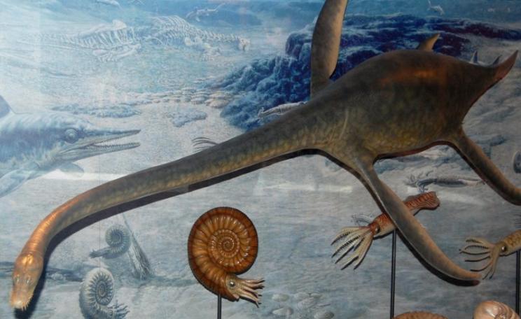 In the foreground a plesiosaur, and the left an ichthyosaur, feature in this reconstruction of a Cretaceous ocean in the National Museum of Scotland, Edinburgh. The absence of oxygen in deeper waters led to the preservation of the fossil riches we enjoy t