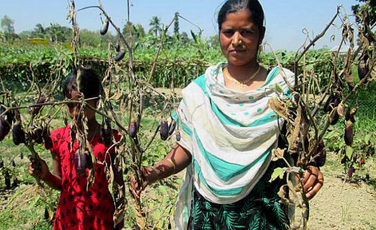In 2014 many GM Bt brinjal plants either died out prematurely or fruited insignificantly compared to locally available varieties, bringing financial ruin to their cultivators. Photo: New Age (Bangladesh).