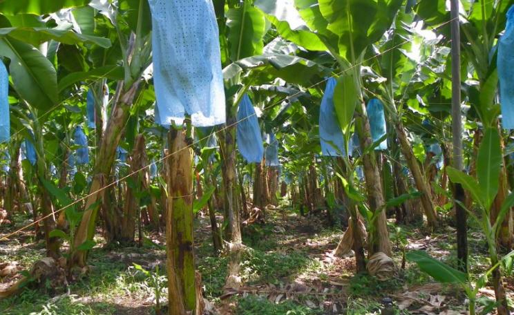 Banana plantation in Cienaga, Magdalena, Colombia. Photo: J. Stephen Conn via Flickr (CC BY-NC).