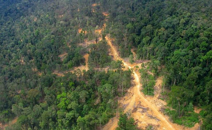 Logging road in East Kalimantan: logged forest on the left, primary forest on the right. Photo: Wakx via Wikimedia Commons (CC BY-SA 2.0)