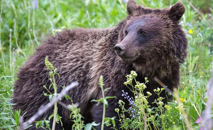 Grizzly bear in Wyoming. Photo: Scott Taylor via Flickr (CC BY-ND).