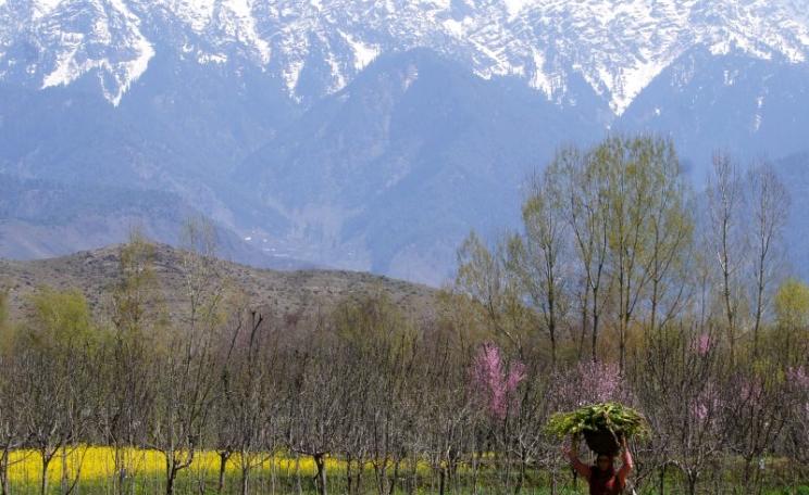 A farmer at work in her mustard field in Kashmir, India. Photo: Rajesh Pamnani via Flickr (CC BY-NC-DD).