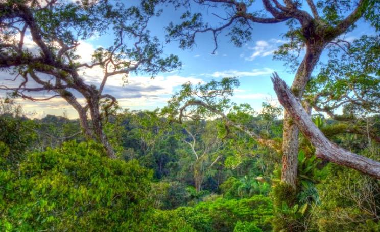 Measure the value of a rainforest in tonnes of carbon, and 'market forces' will probably end up destroying. Canopy in Yasuni National Park, Ecuador. Photo: Andreas Kay via Flickr (CC BY-NC-SA).