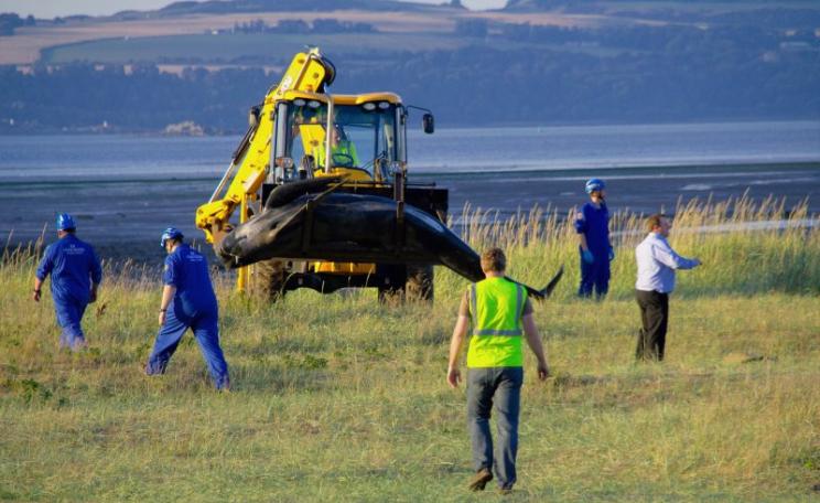Beached whale in the Firth of Forth, Scotland, being removed using earth-moving equipment, September 2013. Photo: Patrick Down via Flickr (CC BY-NC).